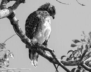 hawk on a tree limb