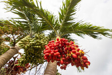 Colorful Palm Tree Seeds Hang In Clusters