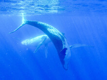 Two Humpback Whales Swim Deep Underwater In The Blue Ocean