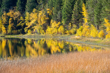 Bright Autumn Foliage Along The Shore Of Turquoise Lake In Marble Canyon Provincial Park, British Columbia, Canada