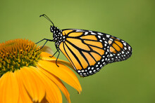 Newly Emerged Monarch Butterfly (Danaus Plexippus) On Yellow Coneflower. Natural Green Background With Copy Space.