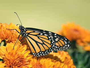 Wall Mural - Monarch butterfly (Danaus plexippus) on chrysanthemum flowers during autumn migration. Natural green background with copy space.