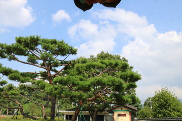 Wall Mural - tree in the garden