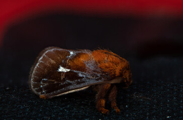 small moth