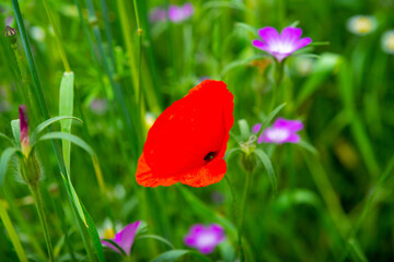 Sticker - admiring the beautifully smelling colorful flowers