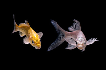 Wall Mural - koi fish on black background