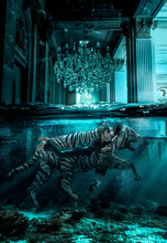 Man Swims With Tiger In Museum