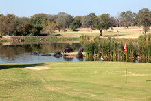 Hippopotamuses On Golf Course