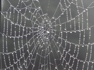 morning dew on spider web