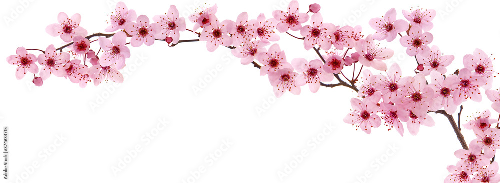 Pink cherry blossom branch in spring, isolated on white Stock Photo ...