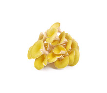 Yellow Chanterelle Isolated On White Background