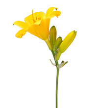Yellow Flower Of Reblooming Daylily Isolated On White, Hemerocallis Stella De Oro