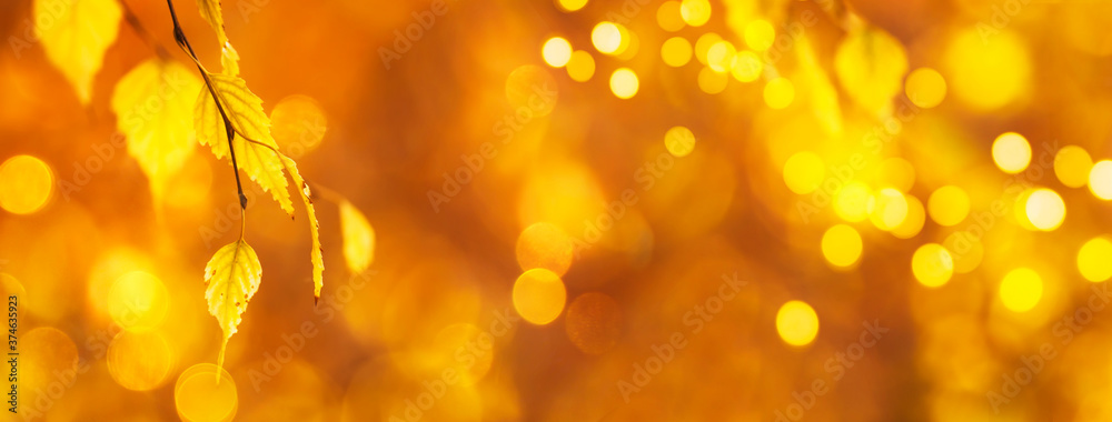 Autumn background with orange, yellow leaves and golden sun lights, natural bokeh. Fall nature landscape with copy space - obrazy, fototapety, plakaty 