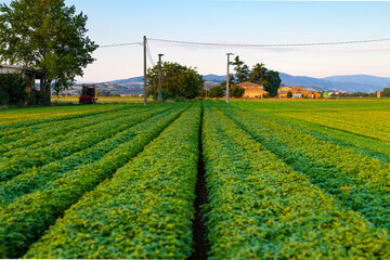 Basil field in Italy. Farming basil to make pesto. 