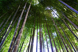 Fototapeta Sypialnia - Japan Bamboo Forest _竹林の日差し