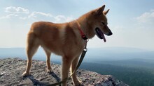 Red Haired Karelian Laika Dog With Collar Stands On Steeply Cliff Against Blue Sky With White Clouds In Summer Close Low Angle Shot