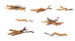 Ophiocordyceps sinensis (CHONG CAO, DONG CHONG XIA CAO) or mushroom cordyceps this is a herbs on white background
