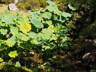 Wall Mural - The Lotus in Japan Temple garden