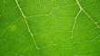 © eliyashevskiy - green leaf background. close up of leaf texture