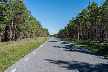 Wall Mural - road in the woods