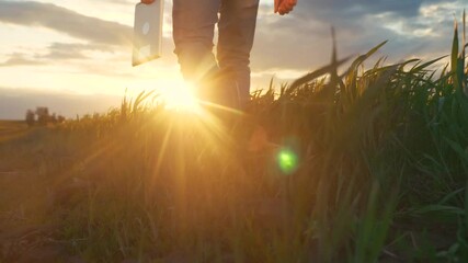 Sticker - agriculture. smart farming technology. close-up of a farmer feet in rubber boots with a digital tablet walk on a green field of grass wheat at sunset. sunny beautiful light. working scientist with