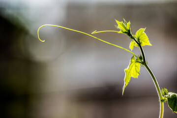 Green wood vine