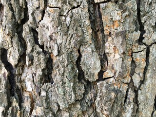 tree bark texture