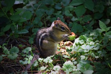 Chipmunk in the park