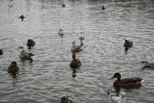 Ducks And Seagulls On The Pond