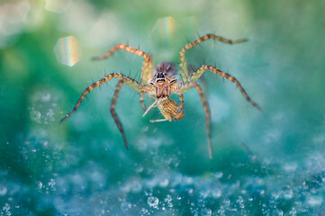 morning spider on a web