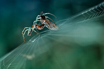 a spider eating a wasp 