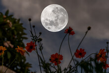 Full Moon Over Silhouette Cosmos Flowers At Night.