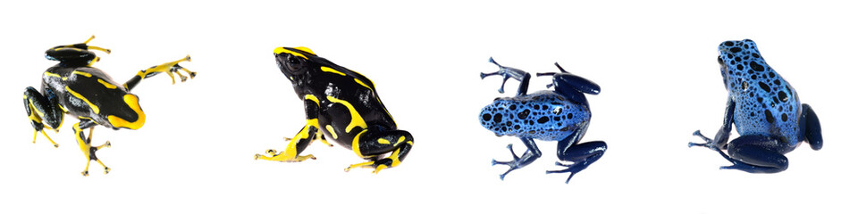 Blue dyeing dart frog Dendrobates tinctorius isolated on white background, close-up. Image set. Zoology, biology, herpetology, science, education, graphic resources, environmental conservation