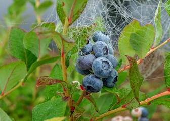 Wall Mural - spider web in the morning dew, blueberry berries and green leaves, autumn