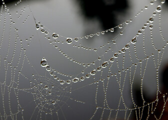 Wall Mural - spider web in the morning dew