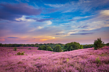 Landscape with purple blooming heather in Nature park Veluwe, Posbank, Oosterbeek, Gelderland in the Netherlands