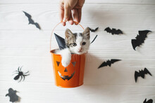 Happy Halloween. Cute Kitten Sitting In Halloween Trick Or Treat Bucket On White Background With Black Bats. Hand Holding Jack O' Lantern Pumpkin Pail With Adorable Kitty In Witch Hat.