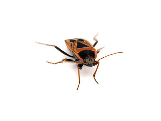 xanthochilus saturnius bug isolated on white background