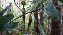 Nepenthes Hemsleyana