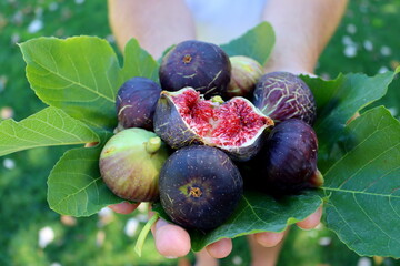 a man holding figs, close-up. ripe figs and green fig leaves in male hands.