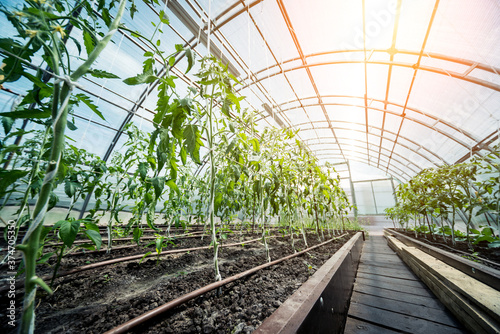 Photographie Plants growing in a plant greenhouse. Agriculture