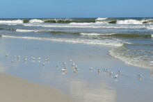 Sandpiper Birds On The Ocean Shore