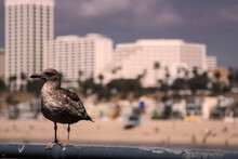 A Bird In Front Of Santa Monica Beach