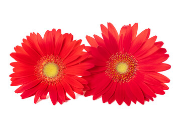 Canvas Print - Red Gerbera flowers