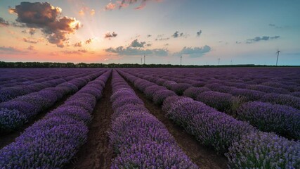 Wall Mural - amazing time lapse from night to day with moving clouds and rising sun over a beautiful blooming lav