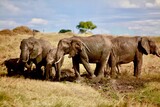 Fototapeta Sawanna - Elephants bathing in the mud