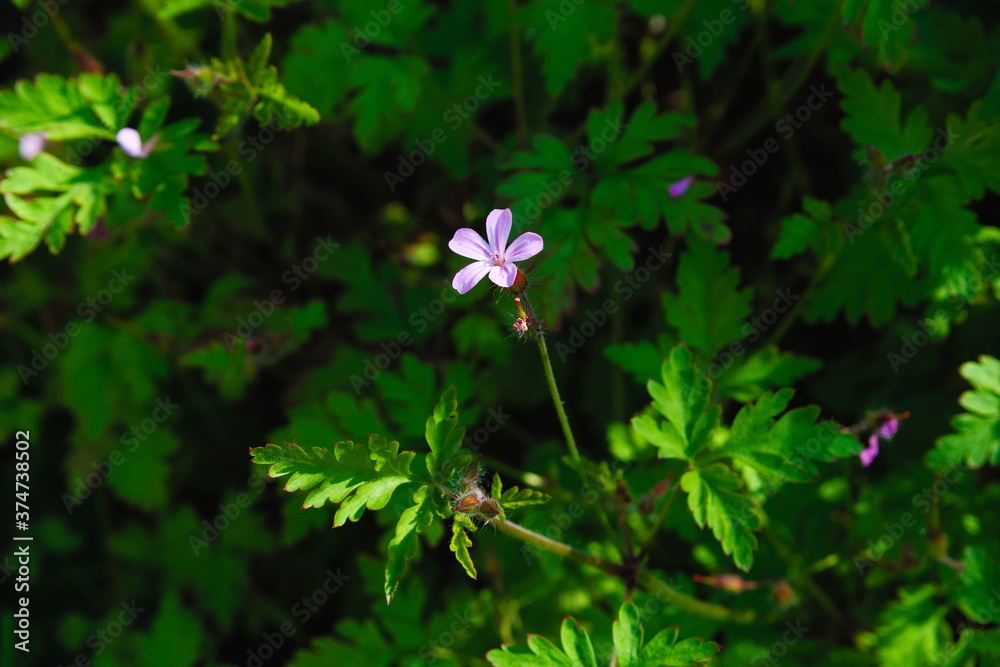 Beautiful violet, pink flower commonly known as Herb-Robert, Red Robin ...