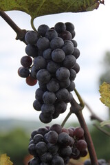 Wall Mural - Red Wine Grapes of Defiance, Missouri, USA 2020 VII