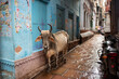 A cow and a motorcycle in a narrow alley in Varanasi, India.