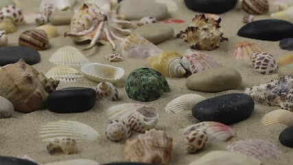 Wall Mural - Zoom. Colorful background of seashells and stones on the sand. Beach background.